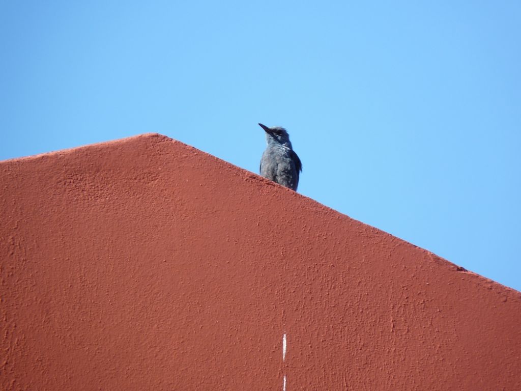 Uccelli isole greche -1^ parte